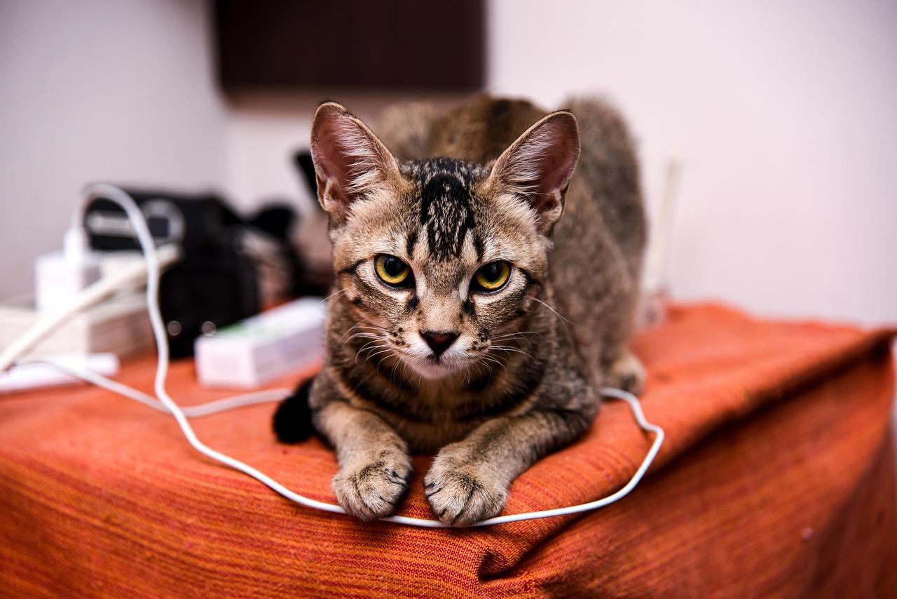 FIFA Ultimate Team is a dynamic and ever-evolving environment. Staying